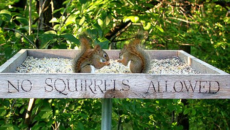 No Squirrels allowed